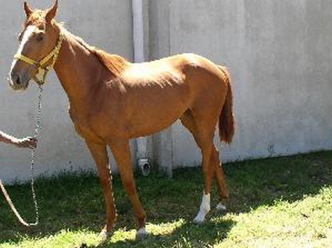 Filly
